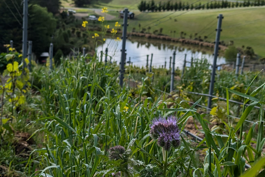 Spring cover crop update