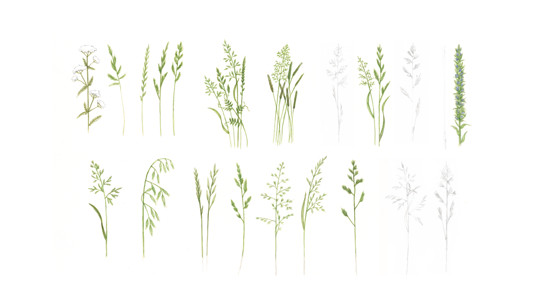 Grasses Study: A meditation on nature