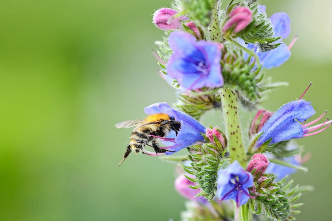 "Viper's bugloss: a treasure trove to share"